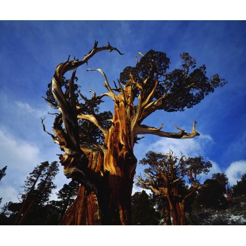 CA, Sierra Nevada Old-growth Juniper trees